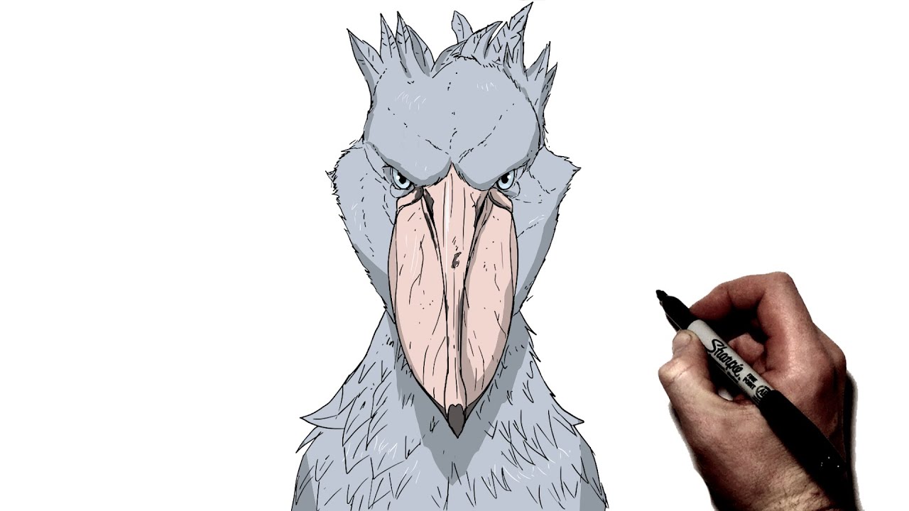 How To Draw A Shoebill | Step By Step