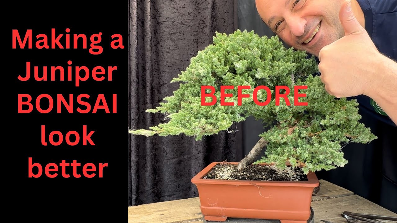 How to make a juniper BONSAI look better Improving and transforming juniper bonsai to be better