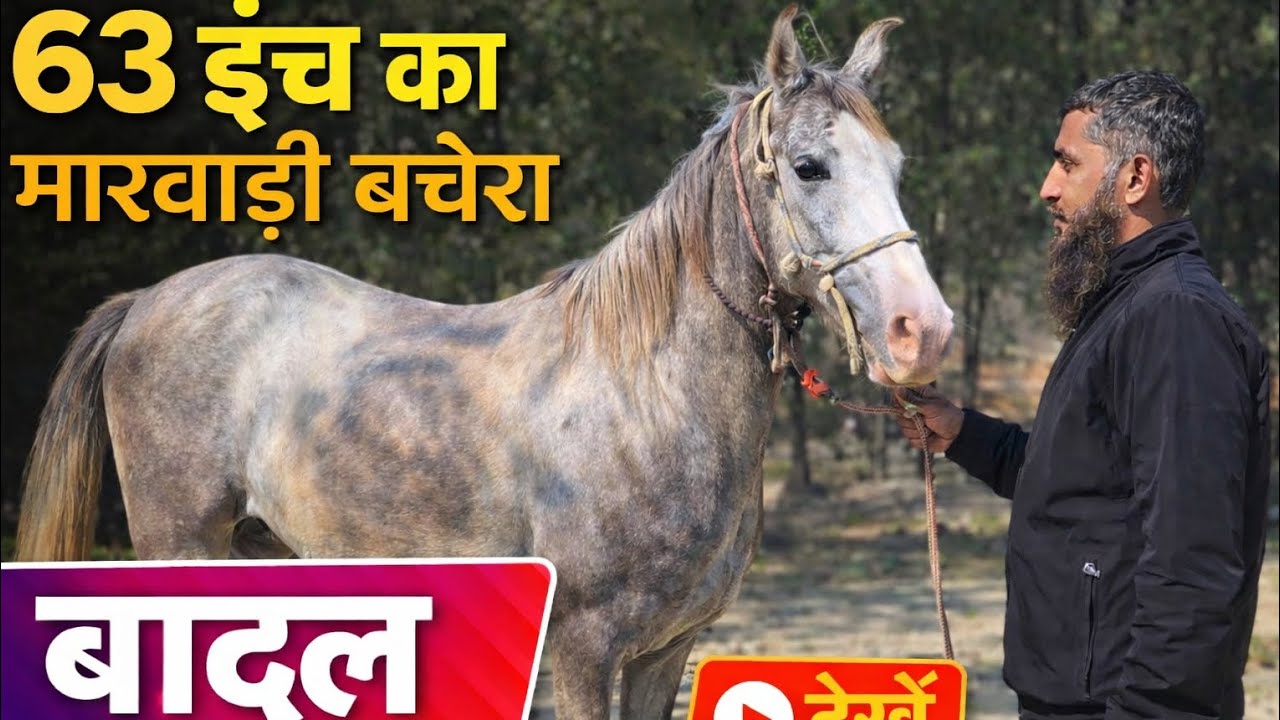 63 इंच का बछेरा बादल.. उम्र महज 24 महीने, 8800507738, for sale 