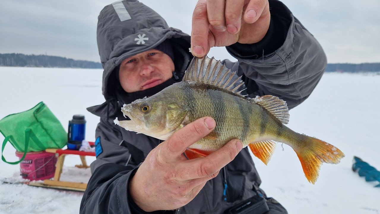 Okonie spod lodu na PZW #Szukomy i w dziurach szperomy #icefishing #2026