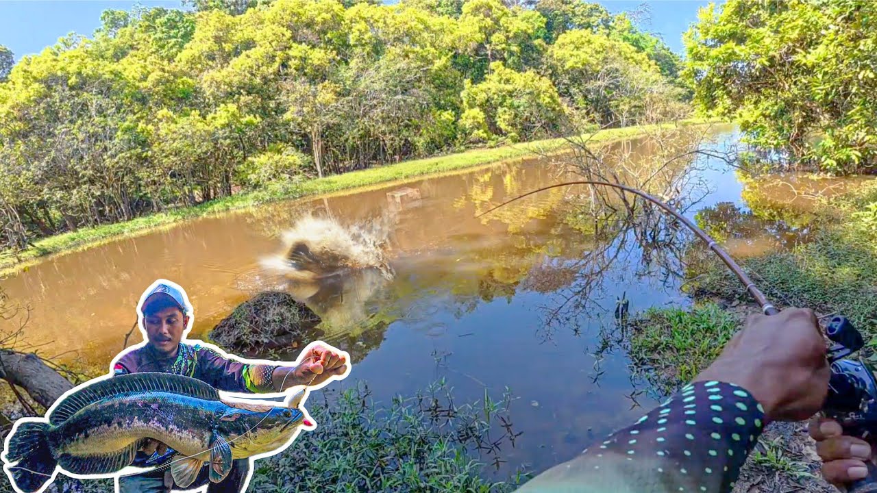 REKORRR !!! BAPAK INI CAMPAKKAN IKAN2 BESAR KESUNGAI 😱