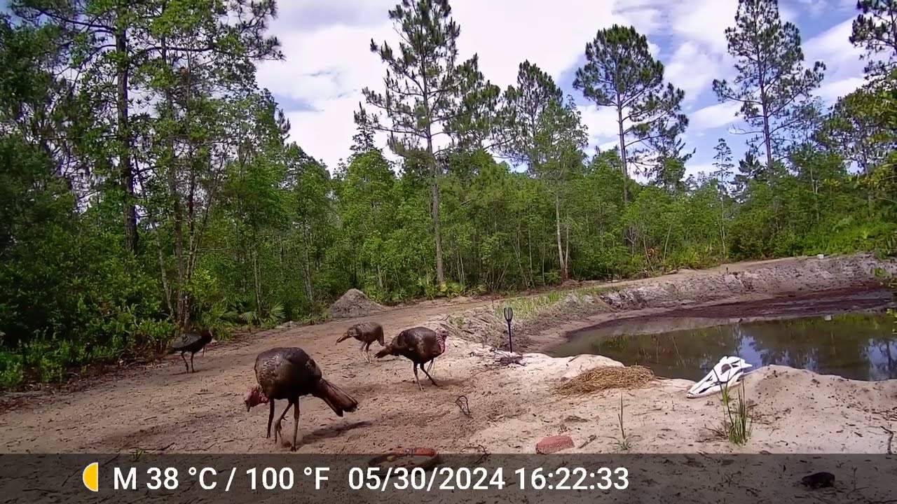 4 Toms eating