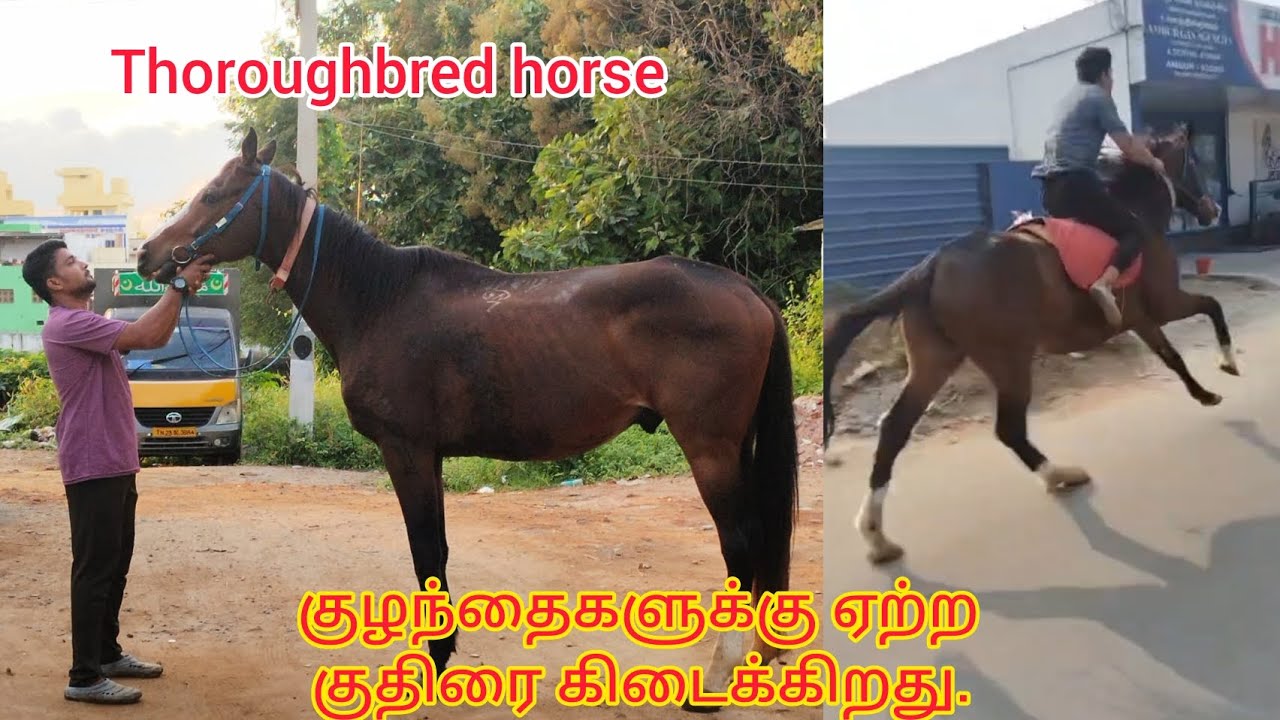 Thoroughbred gelded horse available in ambur / ஆம்பூரில் குதிரை கிடைக்கும் 