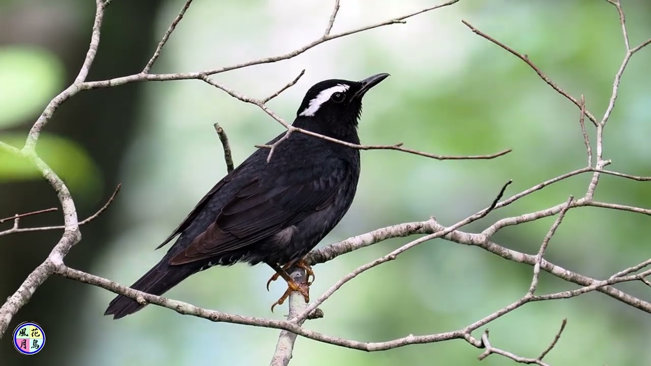 野鳥動画　マミジロ⑤
