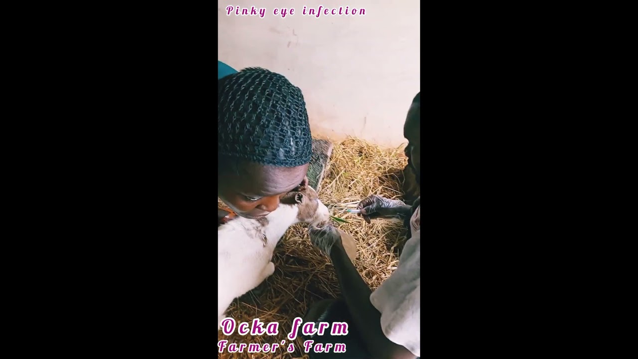 #pinky #eye #disease of #goat. #animal #health #care.