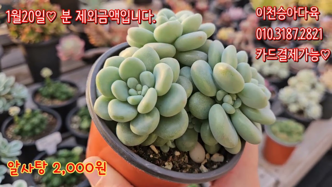 색감 화사하다♡ #이천승아다육 #succulent #다육판매 #국민다육 #홈가드닝 #다육키핑장 #다육도소매 