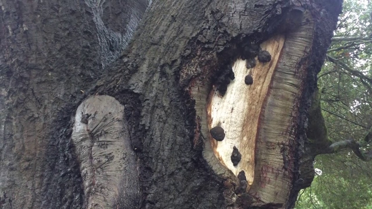 a Treeman's NIGHTMARE