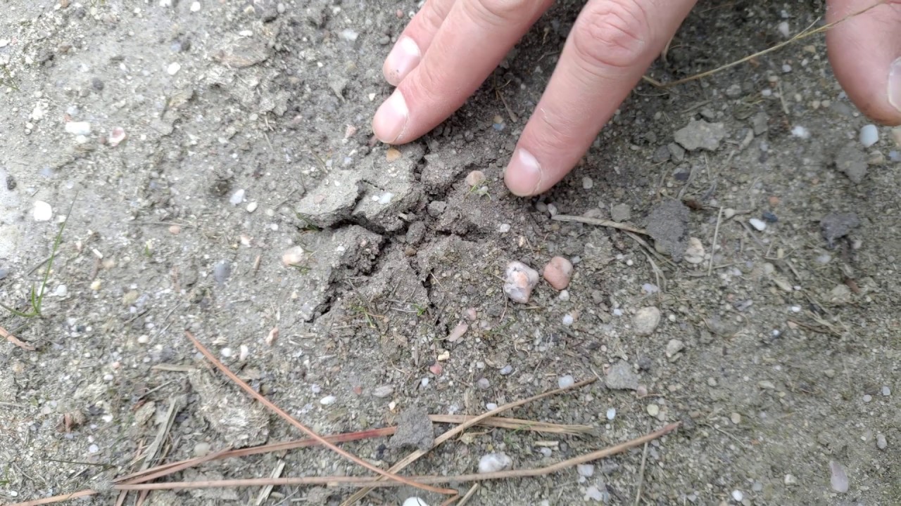 Como encontrar hongos hipogeos y semihipogeos tipo trufas, criadillas de tierra o setas de marzo.