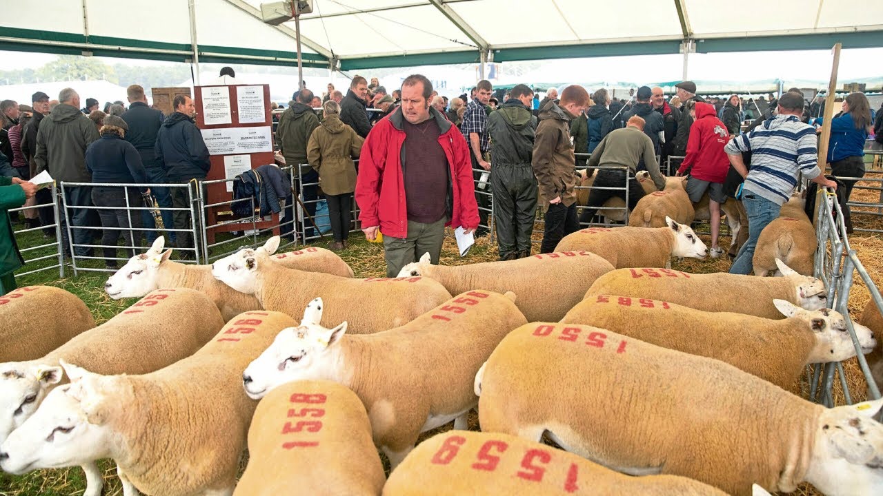 Texel Ram sells at &pound;36,000 at Kelso sales. Auctioneer Brian Ross .