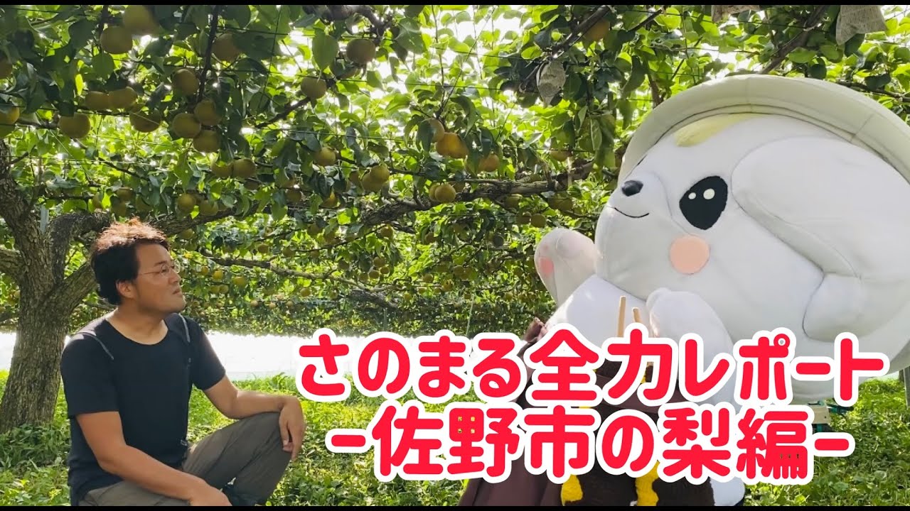 さのまる全力レポート～佐野市の梨編～