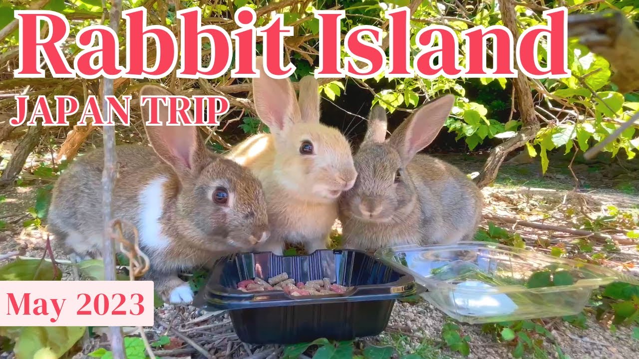 Очень мило!!! Посещение японского острова кроликов🐇🐰🐇🐰 Хиросима окуносима | ASMR