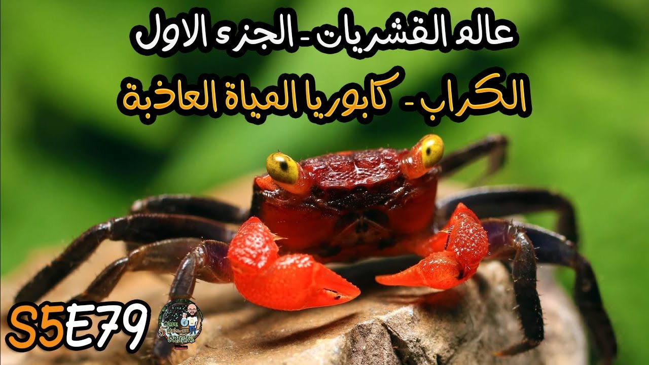 S5E79 - عالم القشريات الجزء الاول - الكراب كابوريا المياة العاذبة