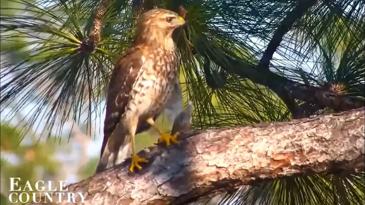 Eagle Country 2-13-26.  Hawk Strikes Willow Twice; Gus on Guard in the Nest Tree; All are OK.