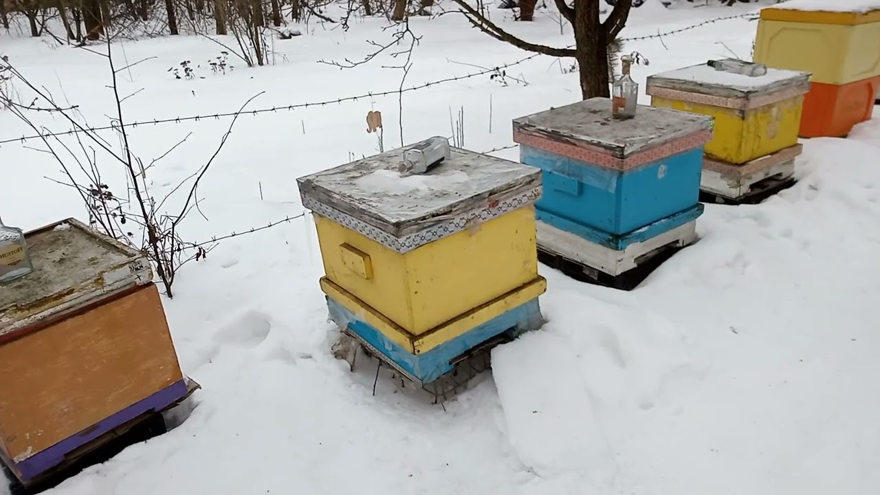 Чи вгризуть бджоли рапсовий мед взимку? #honey #winter #bee