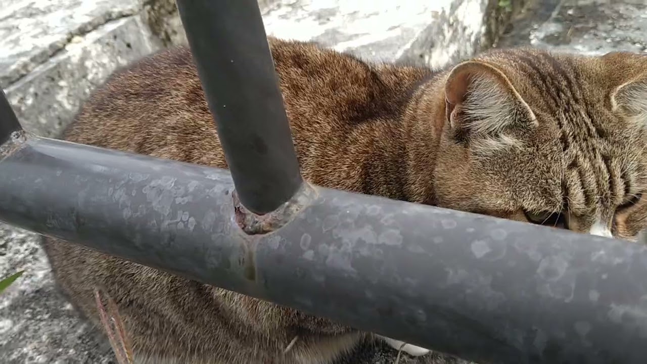 むんむん┃(┃°┃*┃°┃)┃