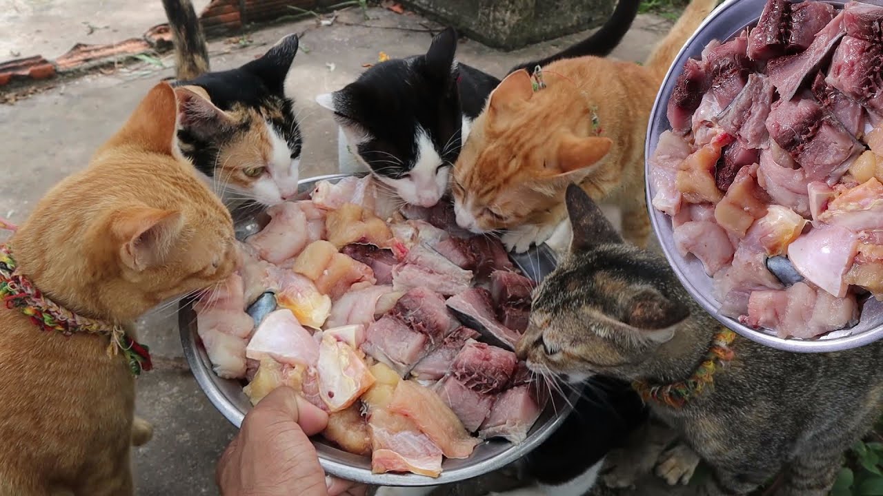 Cats eat Delicious​ fish