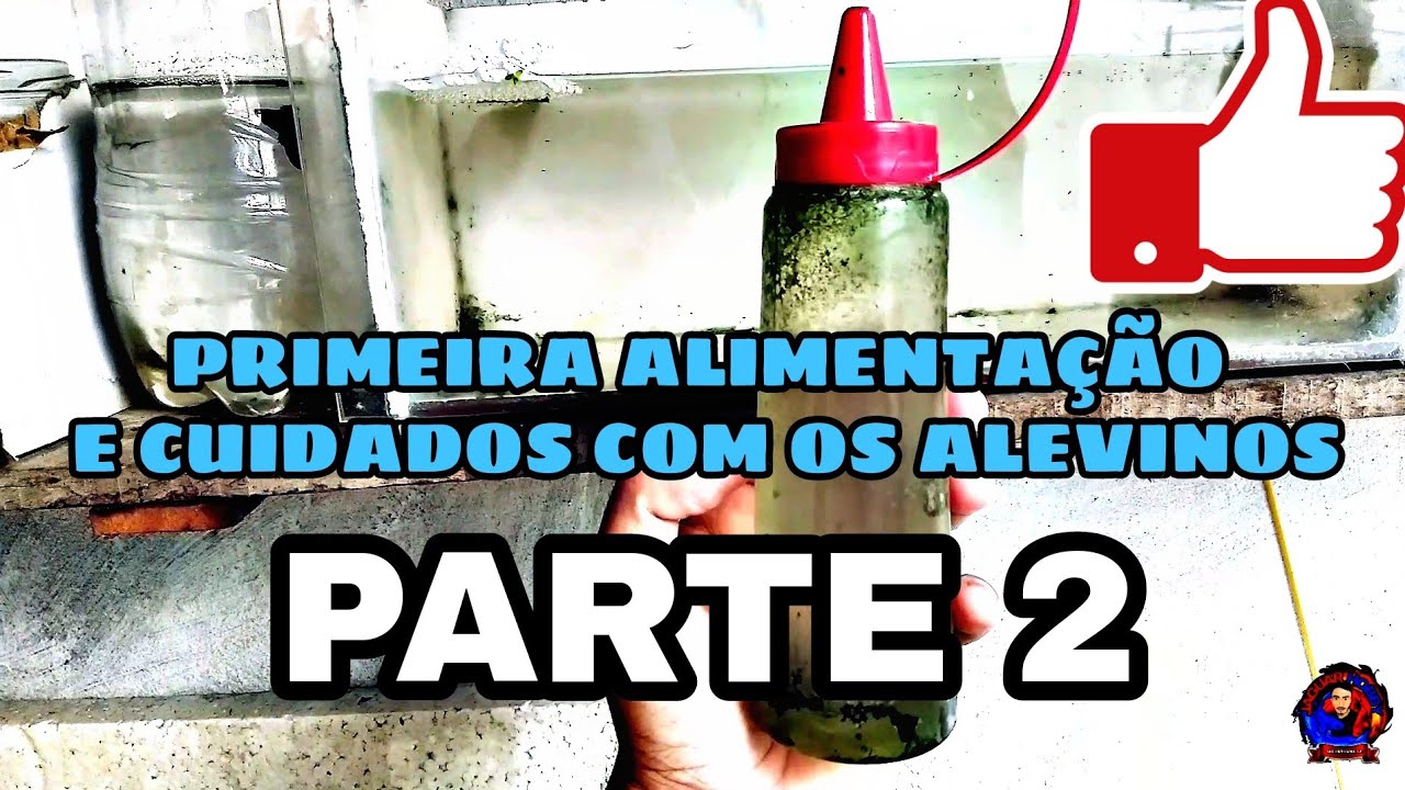 COMO CRIAR ALEVINOS DE BETTA SEM ARTEMIA