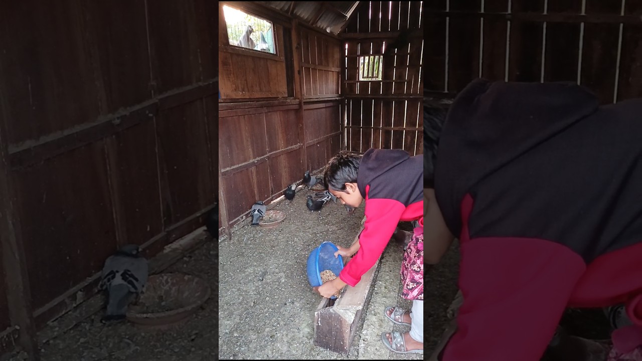 Pigeons feeding #pigeonbaby #racingpigeons #pigeonloft #pigeonfeed