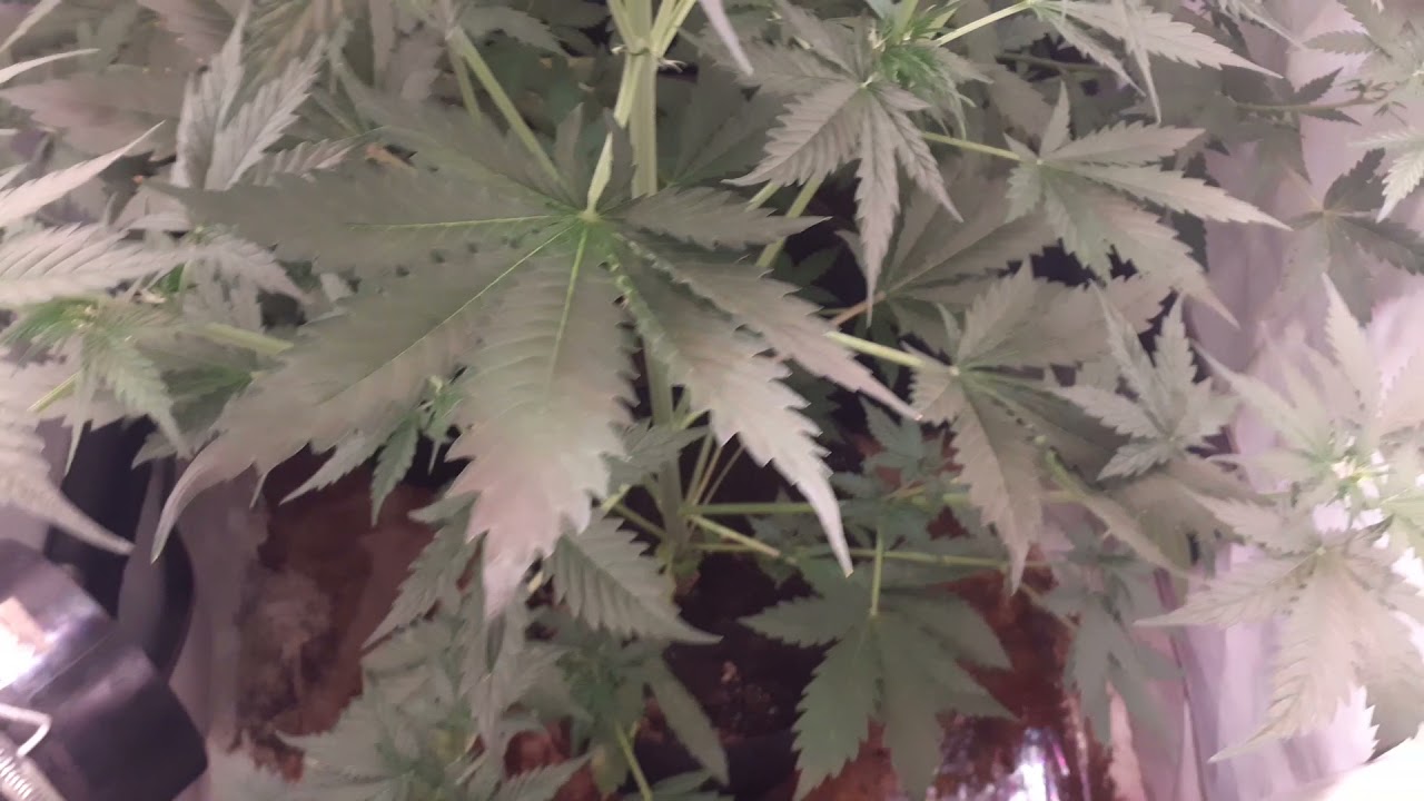 Segumiento Mohan Ram 8 d&iacute;as de flora con orbiter mars grow sl 80w