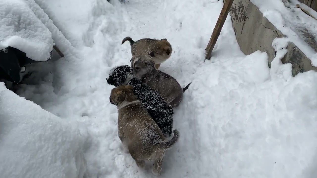 Уже знают команду «домой!»