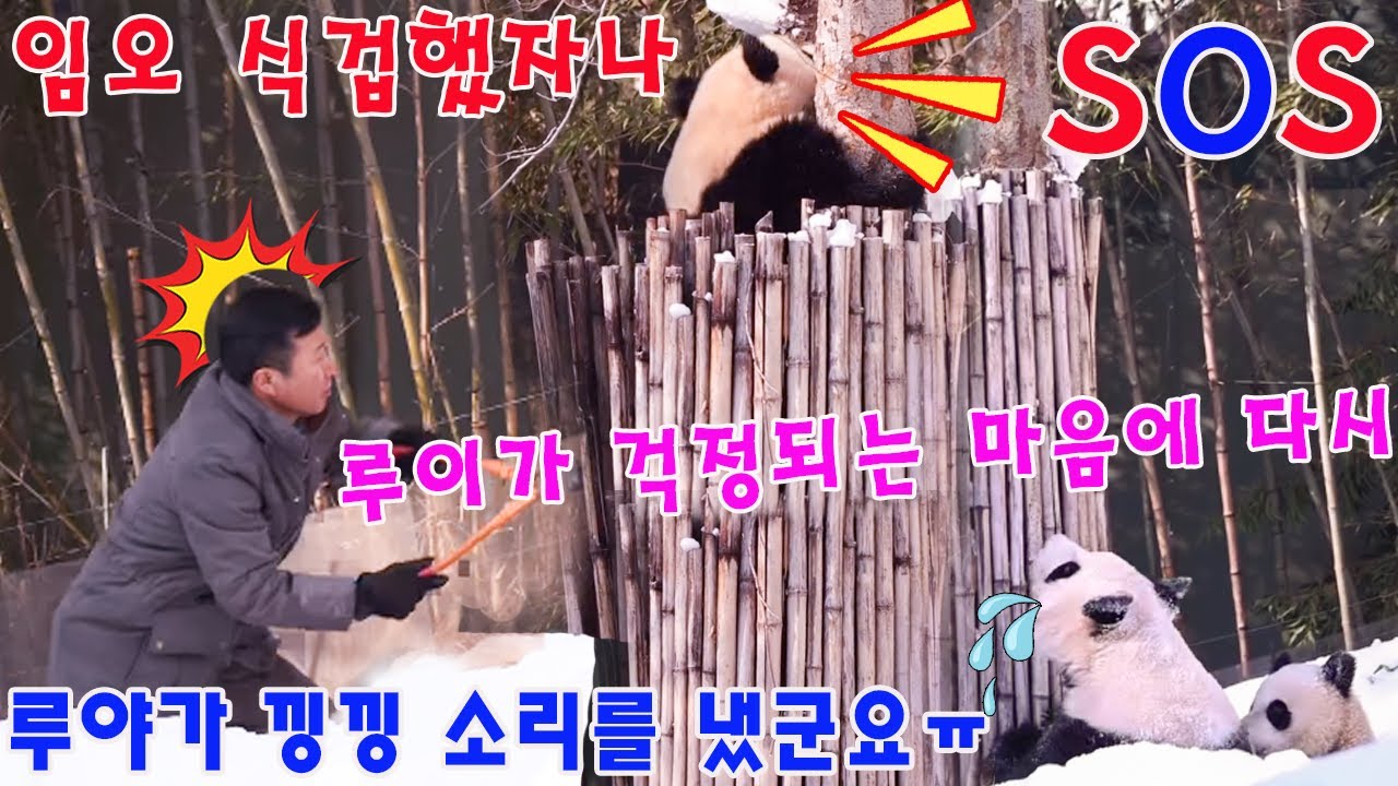 맙소사!!💥 아이바오 가 눈물을 참을 수 없었습니다 하늘나무에서 내려오던 루이바오가 통속에 빠져서 낑낑 소리를 냈군 모습을 보았어요 ㅠㅠㅠㅠㅠㅠ😱
