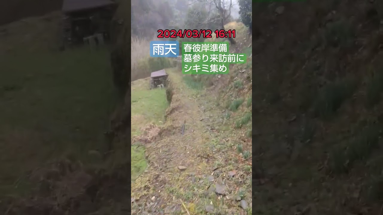 春彼岸前の準備 #シニア #シキミ #シキビ #ハナシバ #サカキ #墓参り #40代 #田舎