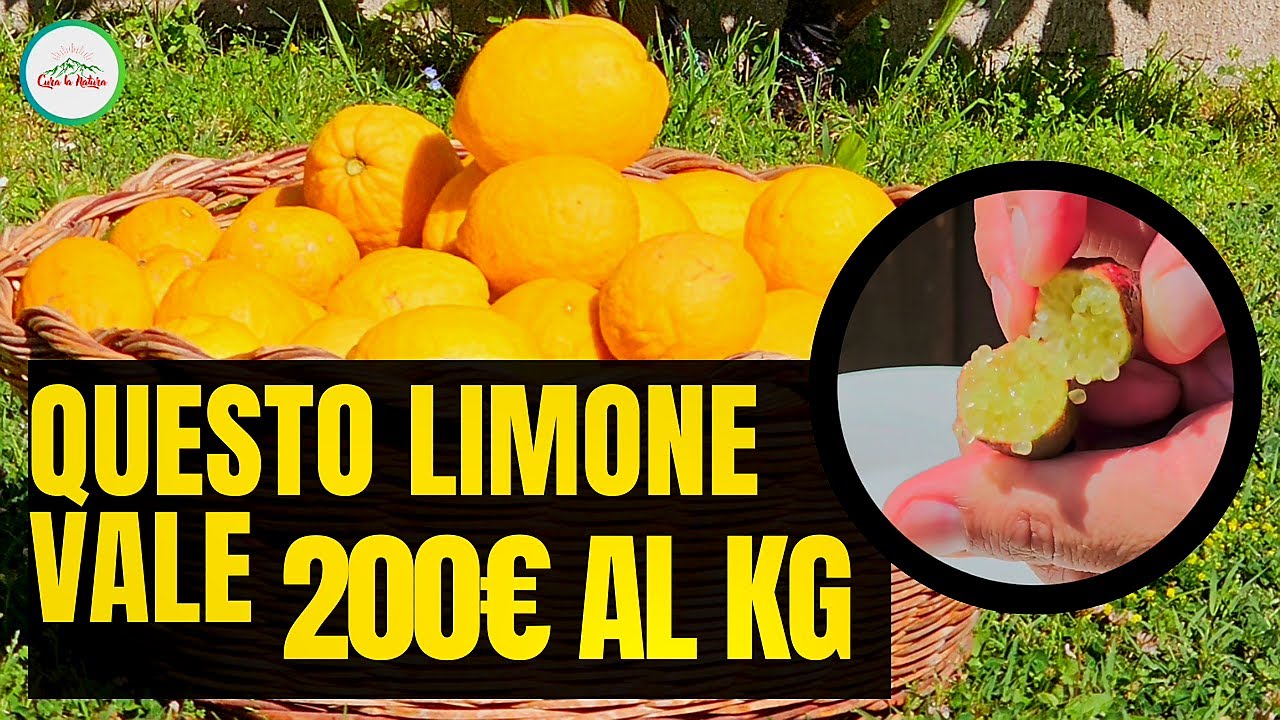 Il Limone Caviale che Costa Molto - Chiamato Finger Lime lo puoi coltivare in Vaso