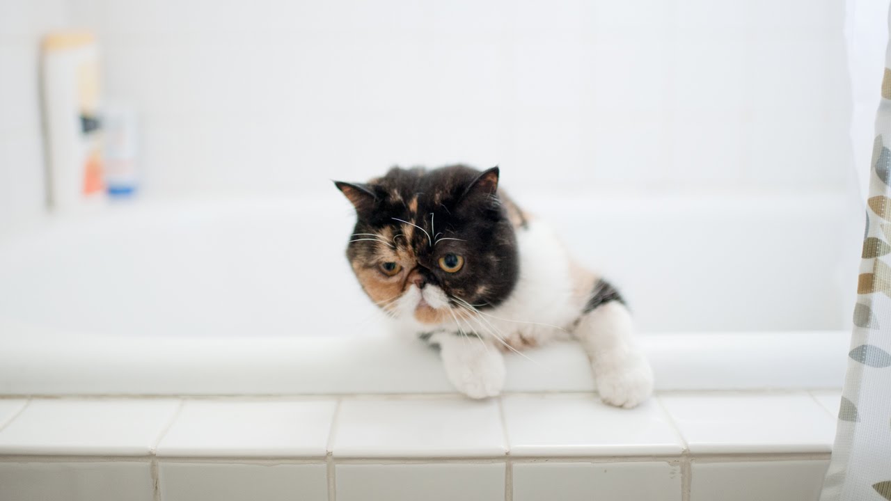Exotic Shorthair Cat Plays with Shadows in a Bathtub