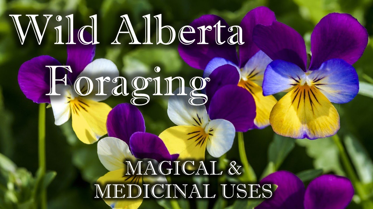Wild Alberta Foraging, Magical & Medicinal uses,  15 Foraged Herbs,