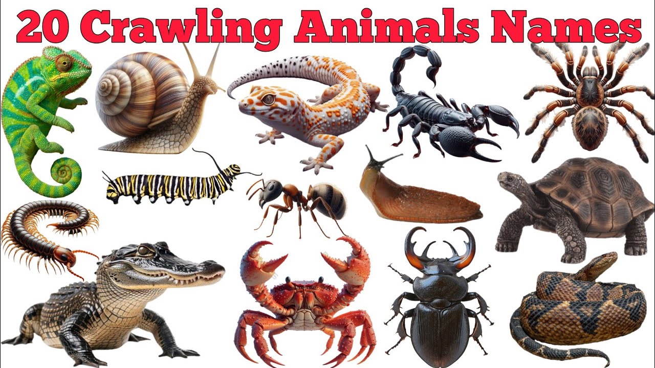 20 Crawling Animals Names In English & Hindi With Fun Facts | Fun Learning For Pre-school Children