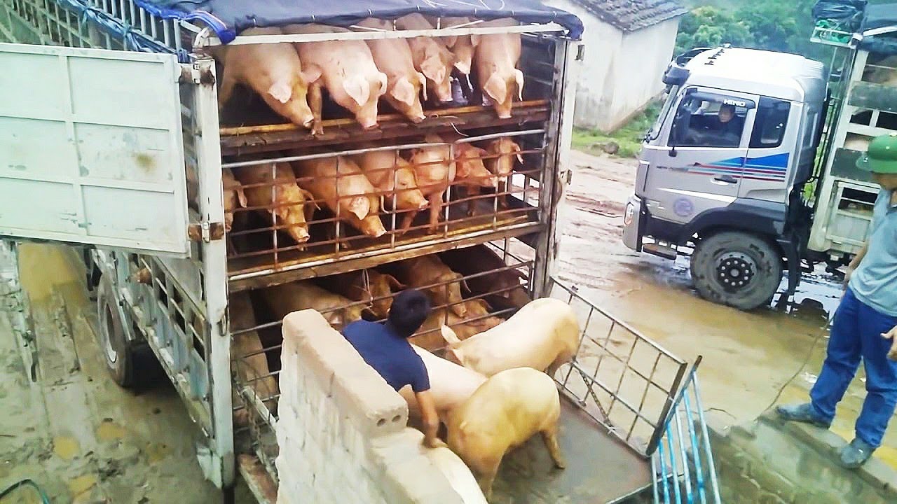 trung Quốc quay đầu với heo Việt Nam.làm cho thương lái điêu đứng...