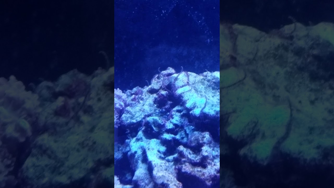 Micro brittle stars spawn
