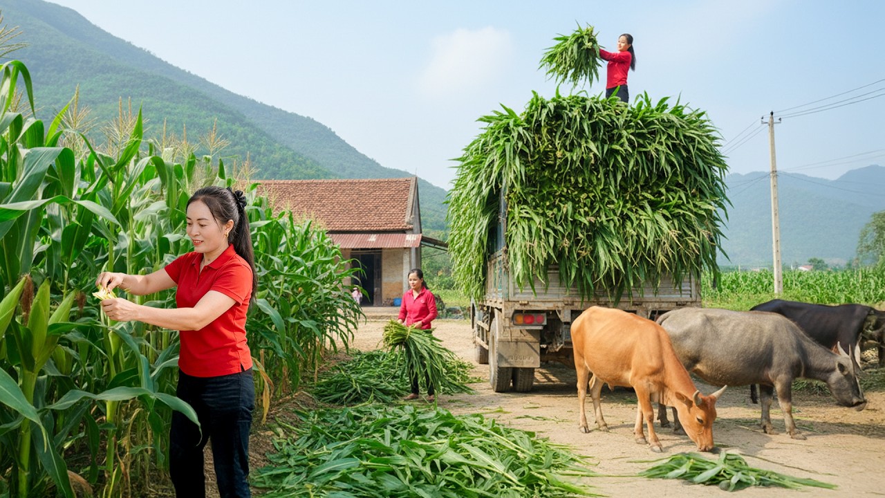 Harvest 1000+ Corn and Deliver by Truck to Villagers for Animal Feed | Farm Farm TV