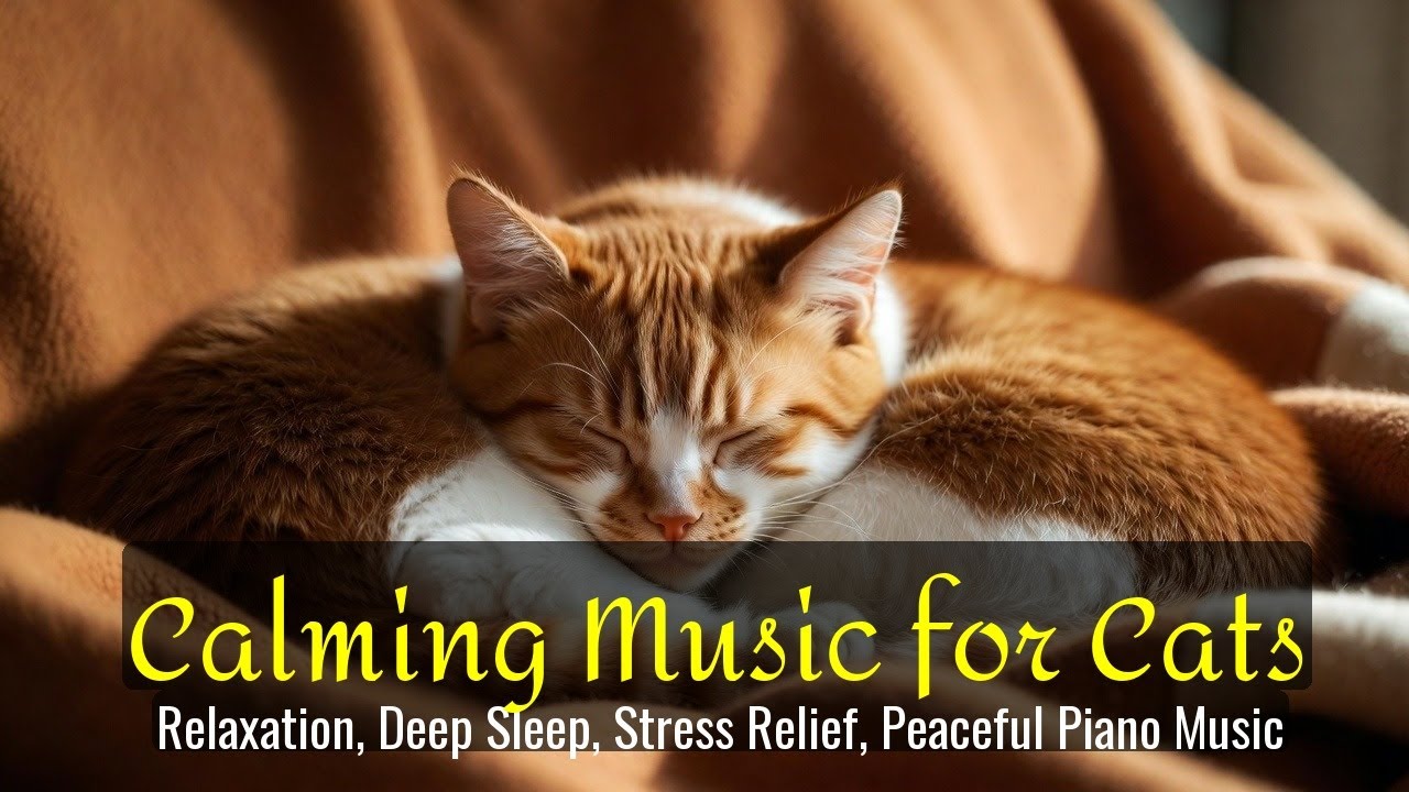 LIVE Relaxing Sleeping Cats for Bedtime 🧘 | Season 51