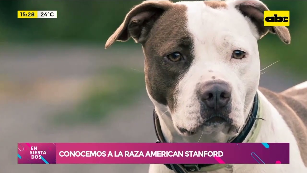 Conocemos a la raza American Stanford