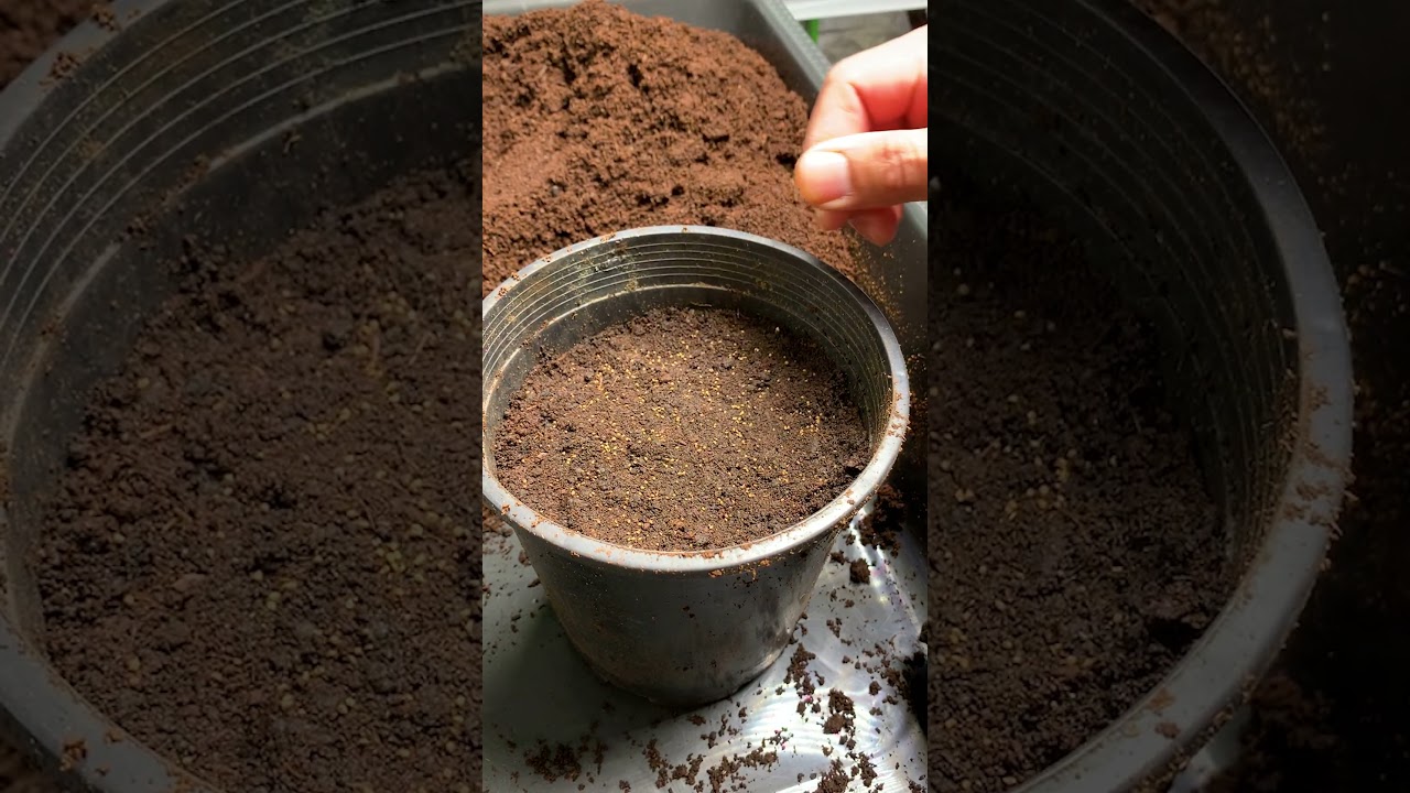 When to grow celery from seed