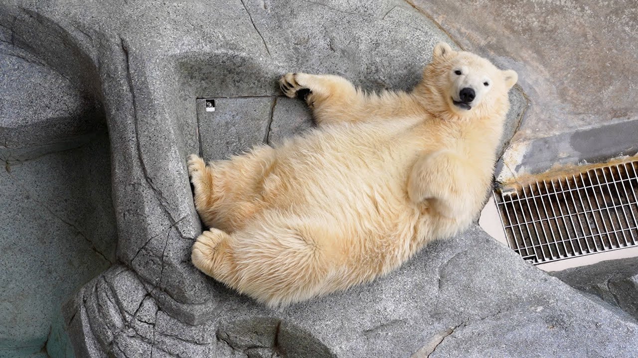 へそ天で寝るフブキ