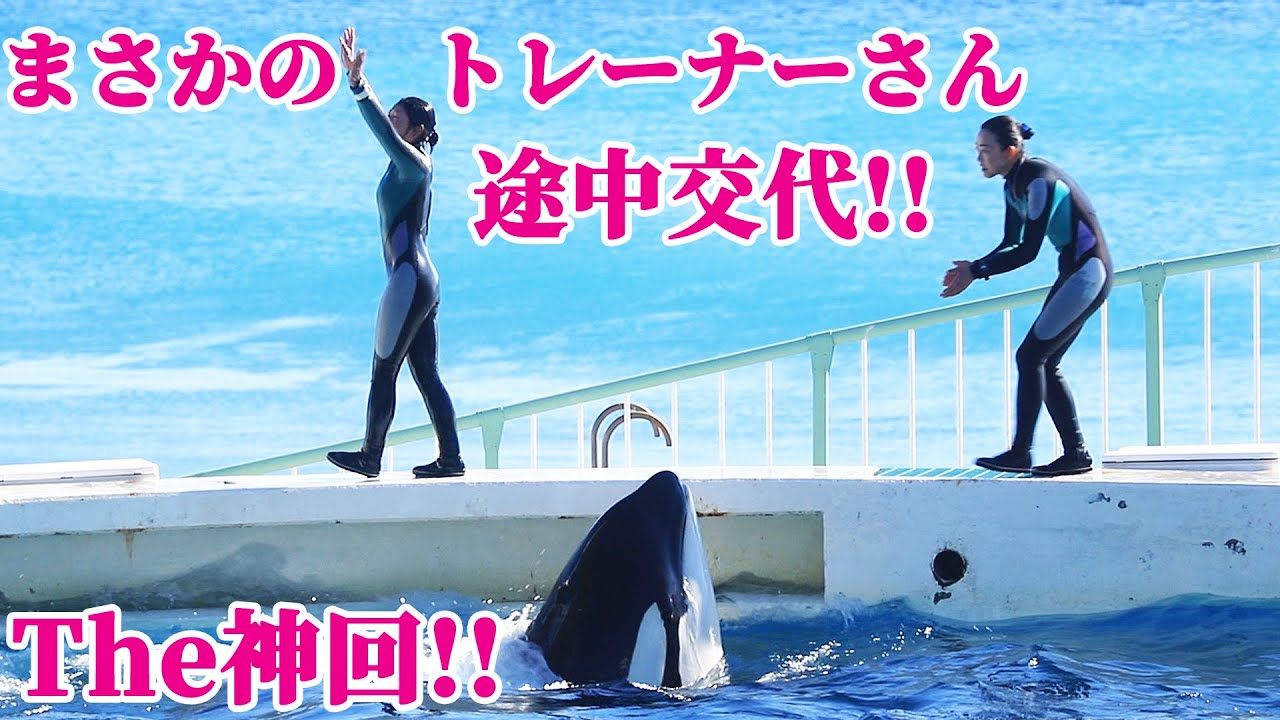 【神回】パフォーマンス中にトレーナーさんが交代!! 鴨川シーワールド シャチショー KamogawaSeaWorld  orca killerwhale