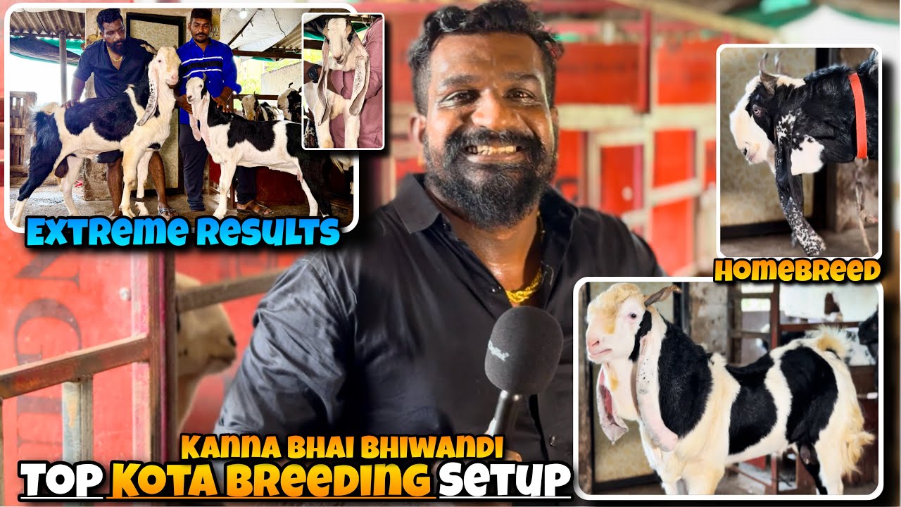 Лучшая породная установка KOTA BREEDING BHIWANDI🤯 Экстремальные результаты KOTA Канны Бхаи
