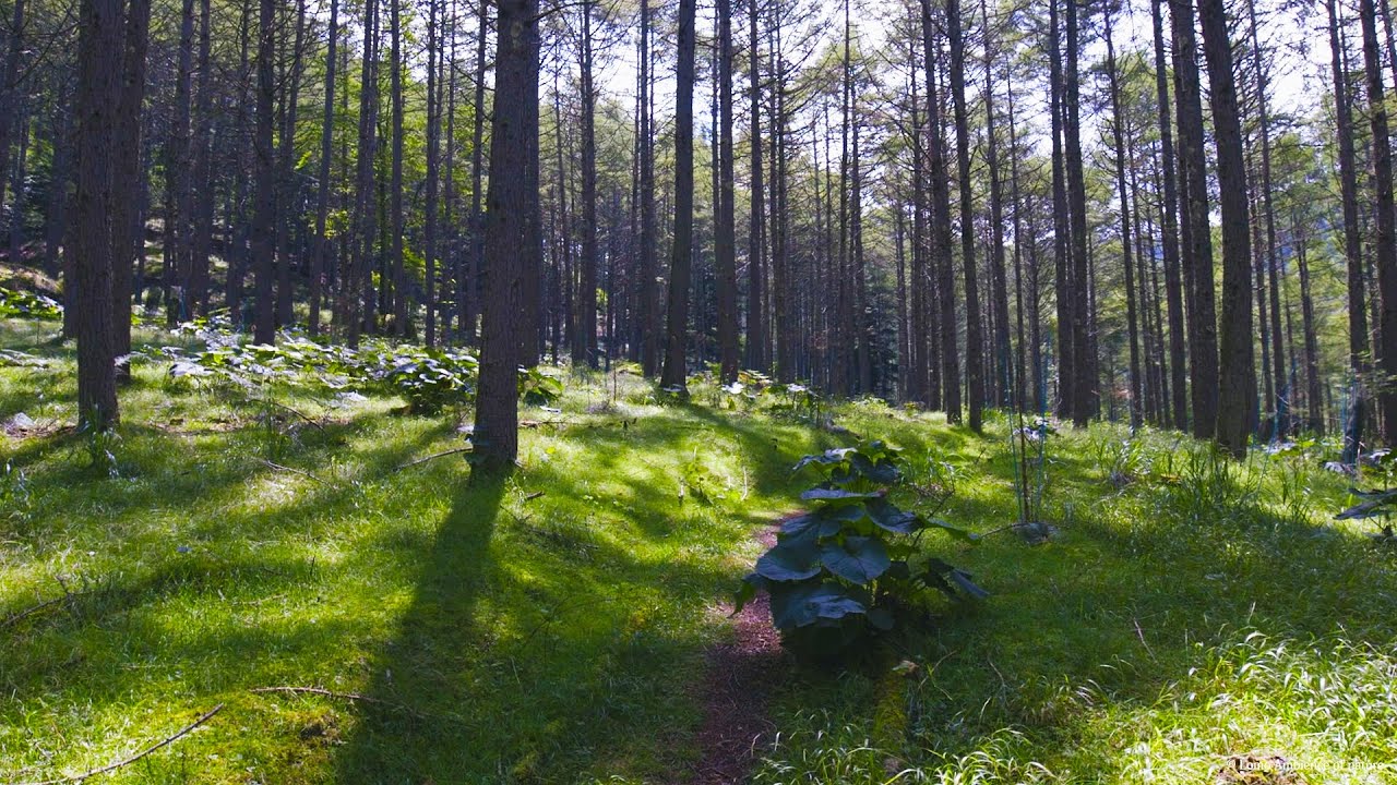 Forest Nature Sounds: Birds and Crickets | Relaxing Ambience for Sleep, Deep Rest