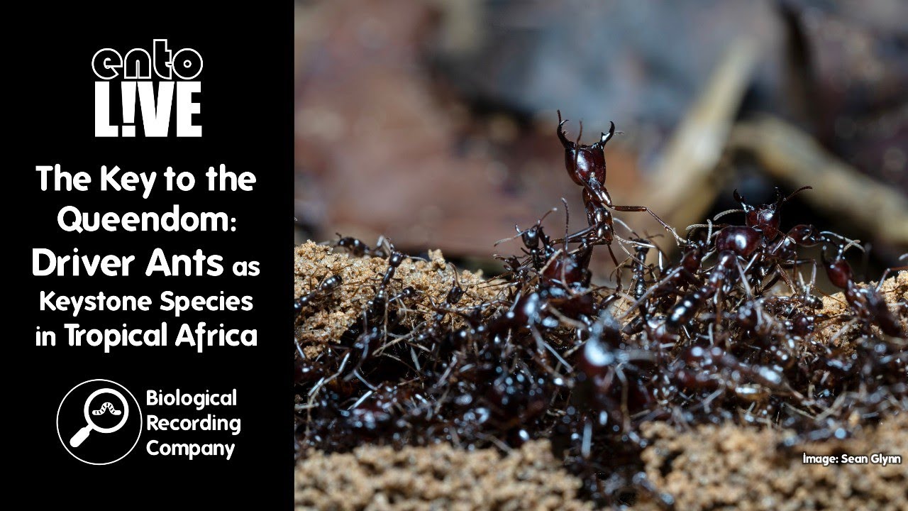 The Key to the Queendom: Driver Ants as Keystone Species in Tropical Africa