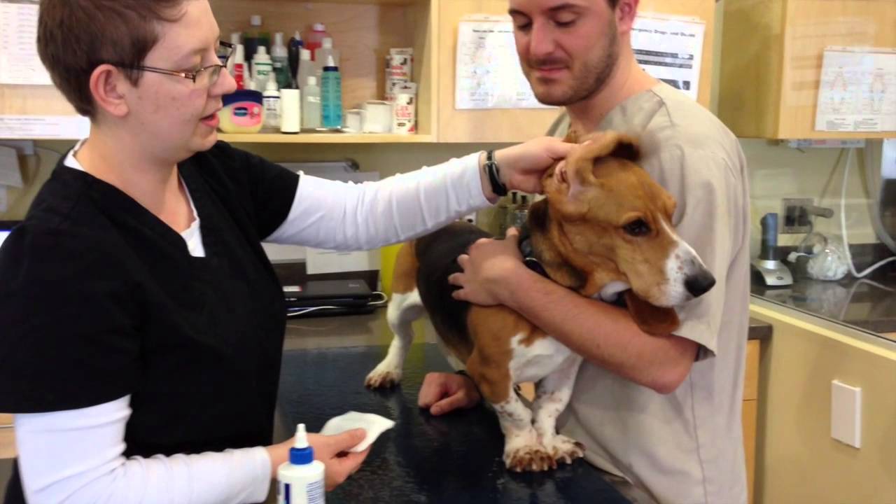 How To Clean Your Pet's Ears