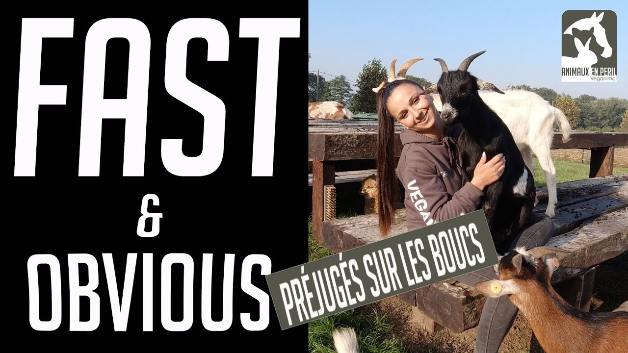 Fast & Obvious : les pr&eacute;jug&eacute;s sur les boucs !