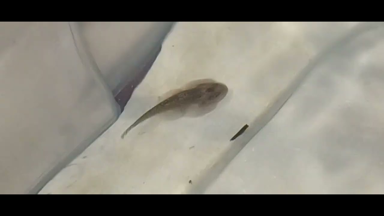 fleco de borneo,locha ventosa