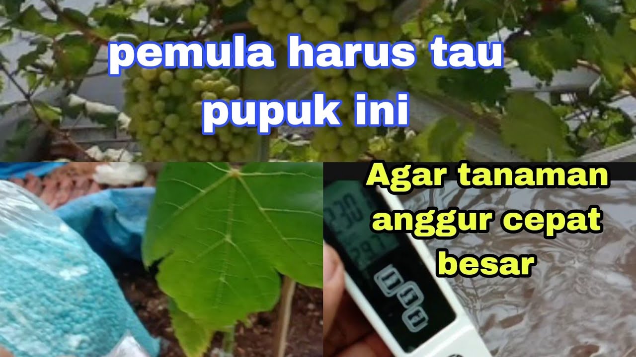 PERSIAPAN PUPUK UNTUK MENANAM ANGGUR@rumahangguralhakim