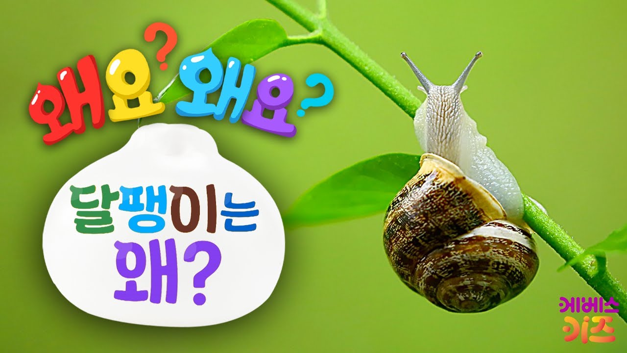 느릿느릿 달팽이의 무기는? 달팽이는 왜?ㅣ왜요? 왜요? 궁금할 만두ㅣKBS 231228 방송