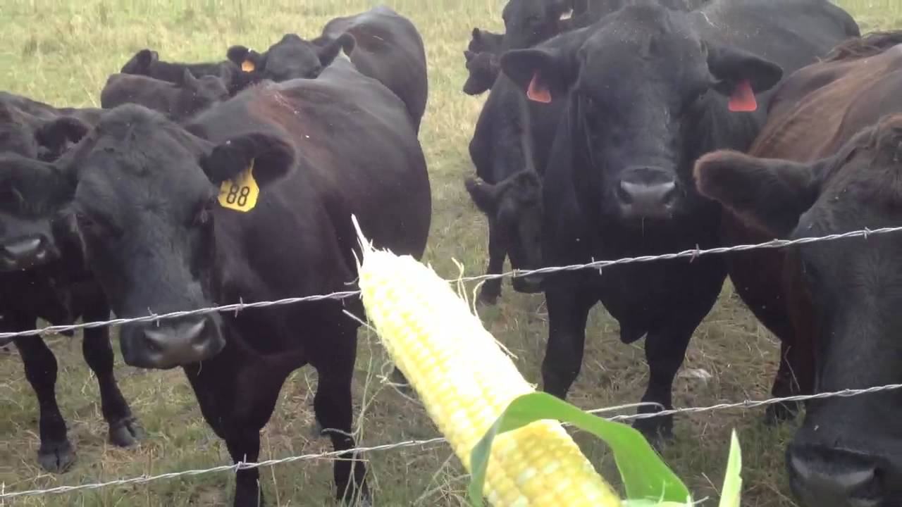 Cows love sweet corn