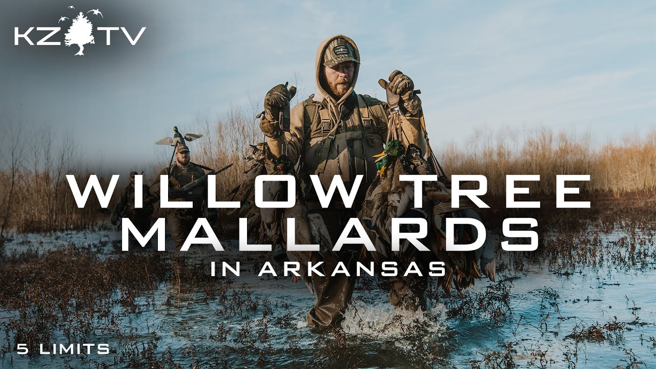 Mallards In The Sunshine!! (Moist Soil Unit Hunt) K Zone TV: 