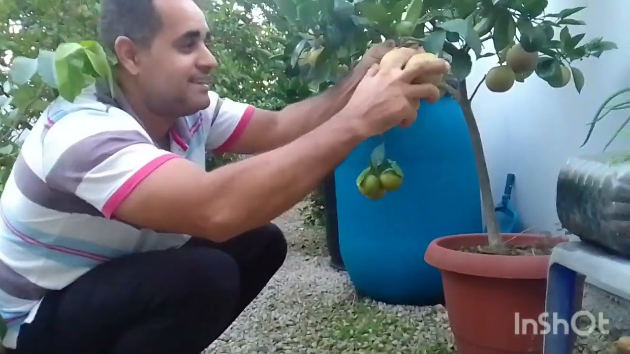 Fazendo uma colheita no pomar