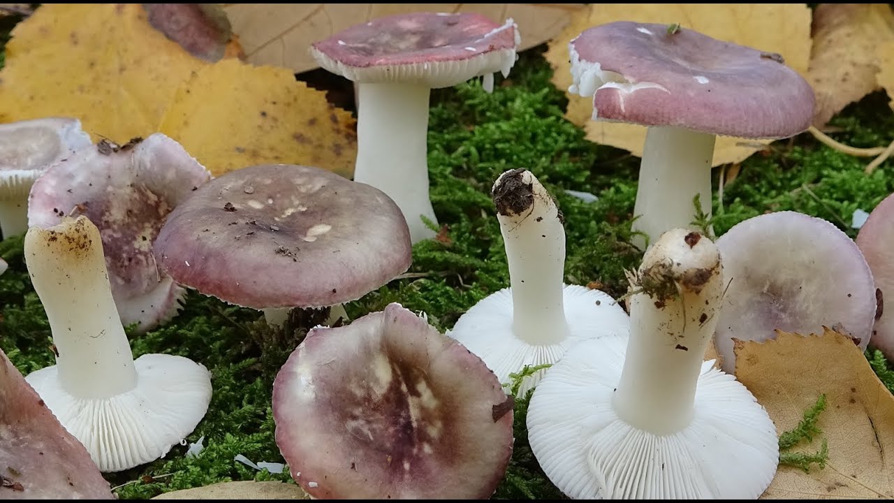 Russula fragilis - R&uacute;sula fr&aacute;gil - Fragile Brittlegill